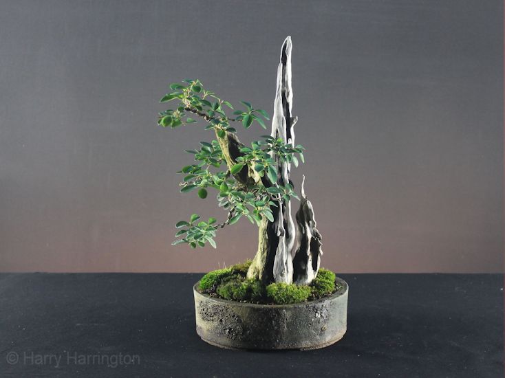 privet bonsai